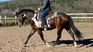 “Blaze” 2018 APHA Gelding [upl. by Atelra]