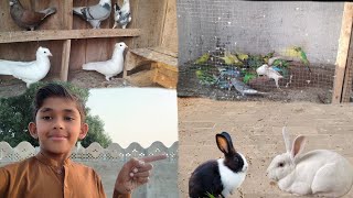 hamara ribbit🐰 na apana country bana diya 😂 Sagar Naresh pets vlog 🥳 [upl. by Evadne]