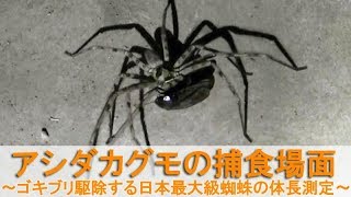 ゴキブリを捕食するアシダカグモHeteropoda venatoria～害虫駆除する日本最大級の蜘蛛の体長測定～ [upl. by Ha]