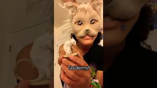 I ❤️ taxidermy taxidermy vultureculture theriantropy therian furry alterhuman [upl. by Santos852]