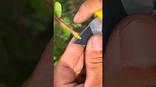 BUD Grafting Method Rose Plant shorts grafting viralvideo youtubeshorts rose [upl. by Gem794]