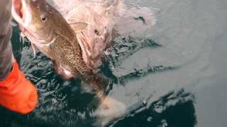 ALASKAN KILLER LING COD MUST SEE  MUST SEE  MUST SEE ALASKA LING COD [upl. by Kciremed943]