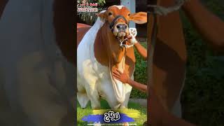 Surti cattel farm mash Allahviral my video and subscribe my channel and following me 💗💗💗 [upl. by Areem424]