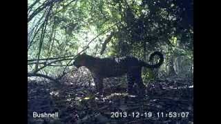 Pausing Leopard in Lope National Park Gabon [upl. by Ruben510]