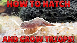 How to Hatch and Grow Triops  A Documentation from Egg to Adult [upl. by Harmonia]