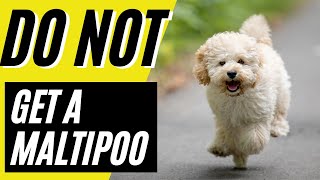 7 Reasons You SHOULD NOT Get a Maltipoo [upl. by Hayarahs]