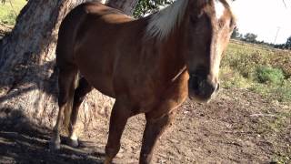 Buddy Got Hurt Again  Horse Leg Cut  Injury PT 1  Rick Gore Horsemanship [upl. by Aynat]