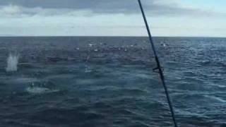 Dive bombing Gannets feeding on bait fish [upl. by Lemmie]