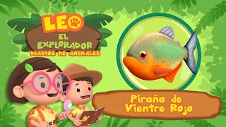 Piraña de Vientre Rojo Español  ¡DIENTES AFILADOS  Animación  Familia  Niños [upl. by Ecyob]