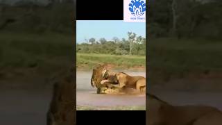 Crocodile vs Lion clan 2 😱😱  💥💥 Wonderful Animal Kingdom 63 💥💥 short trending shorts [upl. by Fagan649]