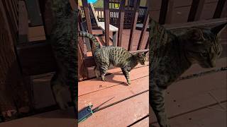 Innkeeper Duties Befriend local cats 🐈 colorado hospitality cat friends [upl. by Wheaton]