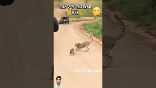 Cat VS Cheetah 🐆trendingshorts ytshorts shorts [upl. by Fons]