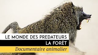 Le monde des prédateurs  La fôret [upl. by Acire]