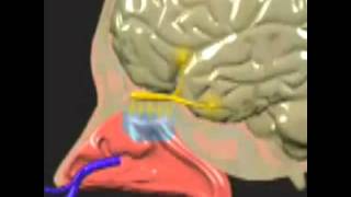 El Proceso Olfativo [upl. by Christabel219]