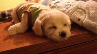 Harvey the Maltipoo Puppy  First Week Home [upl. by Ecnadnak]