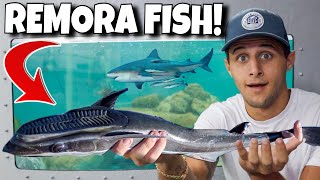 Adding CRAZY REMORA FISH To My SALTWATER POND [upl. by Ative]