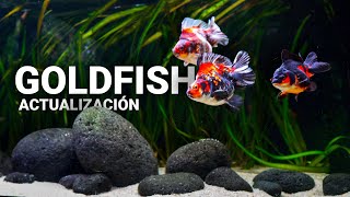 El ACUARIO de GOLDFISH  Todas las novedades [upl. by Lud]