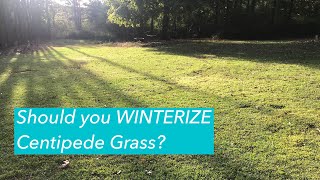 FERTILIZE Centipede Grass in Fall  Prevent Centipede Decline  WINTERIZER [upl. by Yboc82]