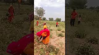 Farm farming farmer rajashthani song dance marwadi viralvideo shots [upl. by Illak]