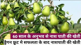 नाशपाती की उन्नत खेती  🍐 pear Farming in Bihar  Nashpati ki kheti kaise karen pear agriculture [upl. by Ailam]