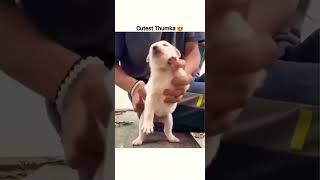 Cutest Thumka 😍  Babydoll Song shorts funny funnydance puppy puppydance viral trending yt [upl. by Laris]