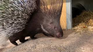 Das Stachelschwein im Zoo [upl. by Analle995]