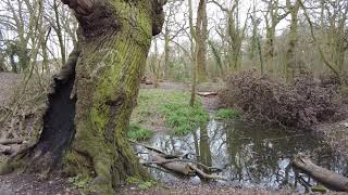 Exploring Gaywood amp the Rookery in Kings Lynn [upl. by Adnolor]