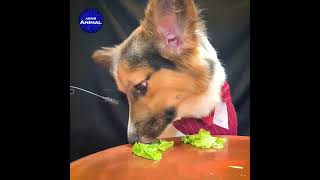 ASMR Corgi Dog Sniffing dog corgi [upl. by Abramson]