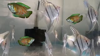 Can Gouramis and Angelfish live together can Angelfish and Gourami fish share the same fish tank [upl. by Dorothi184]