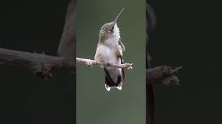 birds hummingbird hummingbirdlover wildlife nature hummingbirdfeeder animals [upl. by Eityak10]