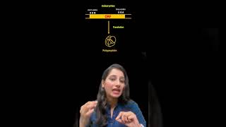 MONOCISTRONIC VS POLYCISTRONIC mRNA [upl. by Osher]