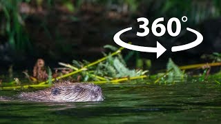 Beaver Encounter 360° 4K [upl. by Rosio]