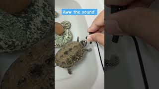 Tiny mic interview shorts turtle usa microphone [upl. by Lemkul]