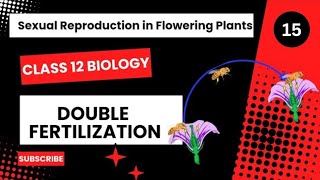 Fertilization  Double Fertilization  Sexual Reproduction in Flowering Plants Class 12 Biology [upl. by Galen22]