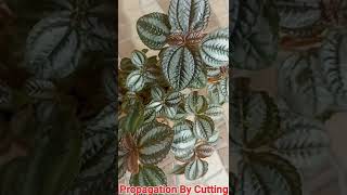 Pilea plantCare and Propagation [upl. by Candis]