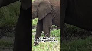 Little Known Facts About Elephants  Facts Animal elephant animalshorts facts pets animals [upl. by Eggleston]