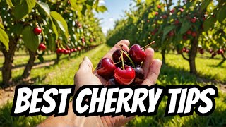 Top 10 Tips for Bountiful Cherry Harvest [upl. by Oidacra555]