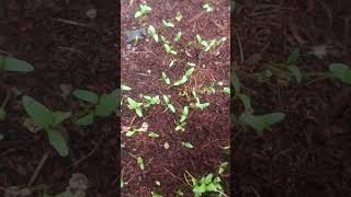 Palak germination shortsvideo [upl. by Alleram]