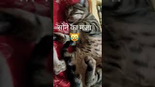 Kya mjakk hai 😆 Funny cute explore trendingshorts [upl. by Inad]