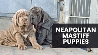 Neapolitan Mastiff Puppies Everything You Need to Know [upl. by Latoyia]