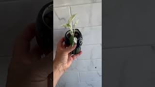 Epipremnum Pinnatum Marble babe🥰♥️rare plants shorts plantcare cute pots viral subscribe [upl. by Sitoiganap]