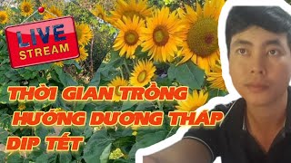 thời gian trồng hướng dương tháp nở hoa đúng tết [upl. by Washburn]