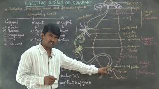 Digestive system of Cockroach by Thirupathi Reddy sir [upl. by Ahsiekar]