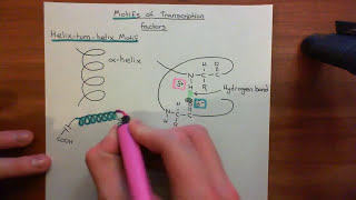 Transcription Factors Part 5 [upl. by Akcire813]