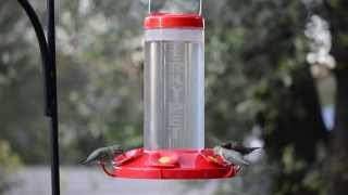 PerkyPet® The Grand Master Plastic Hummingbird Feeder [upl. by Ahsienom440]