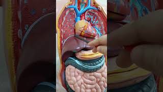 Base of the Lung Key Anatomical Relationships anatomy [upl. by Eiramenna]