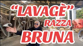 AzAg”LAVAGE” vacche BRUNE mungitura ROBOTIZZATALatteFormaggi e yogurt ☎️010925880 3473070662 [upl. by Quita]