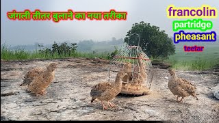 जंगली तीतर बुलाने का नया तरीका  A new way to call wild partridges  teetar shikar video amazing [upl. by Enahsed804]