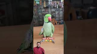 Tote ne bataya shadi ke baad ki rasam comedy funny shorts greenscreen parrot mithu tota talk [upl. by Eussoj]