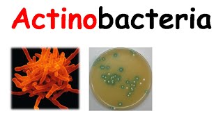 Actinobacteria [upl. by Yllet]